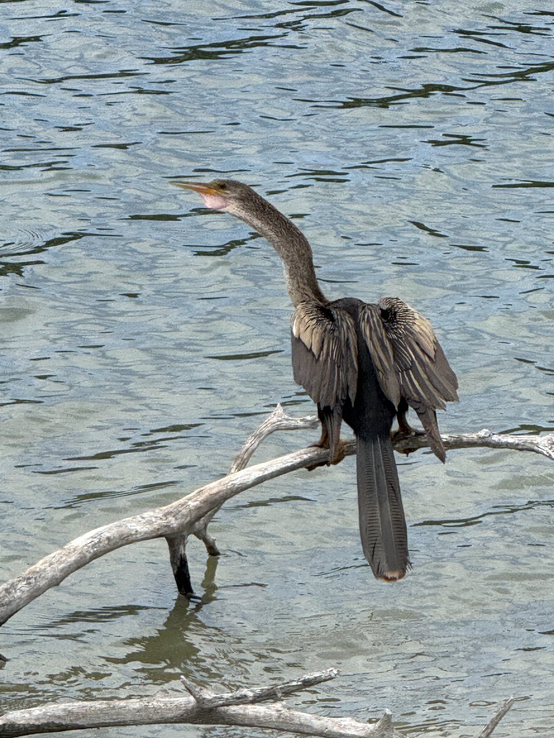 An anhinga drying its wings by the pond