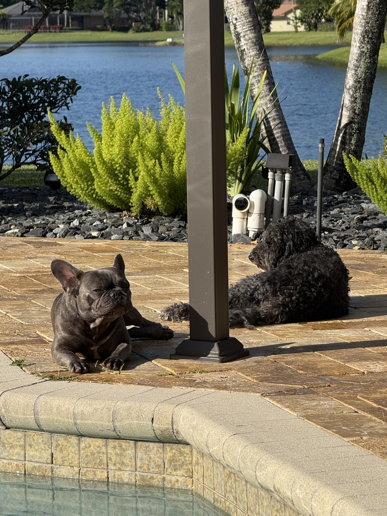 Bernie and Murray poolside
