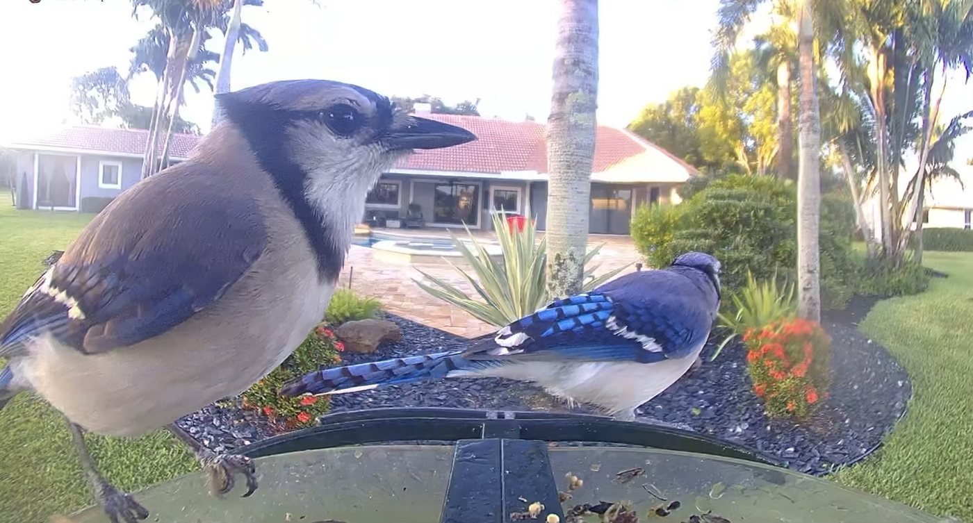 A pair of blue jays at the backyard feeder