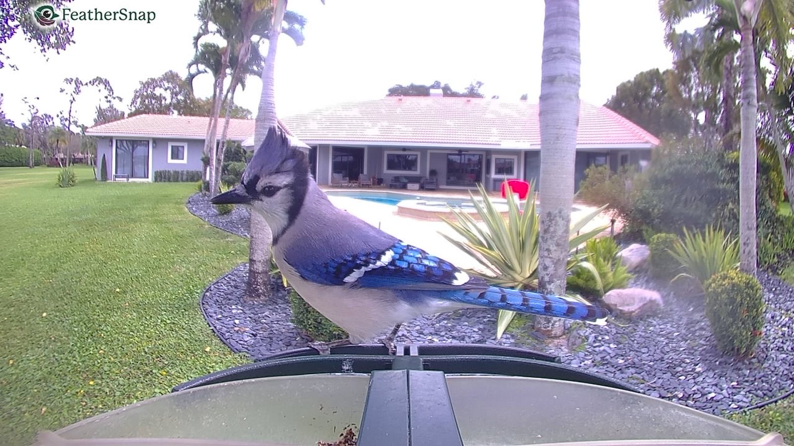 A blue jay at the backyard feeder