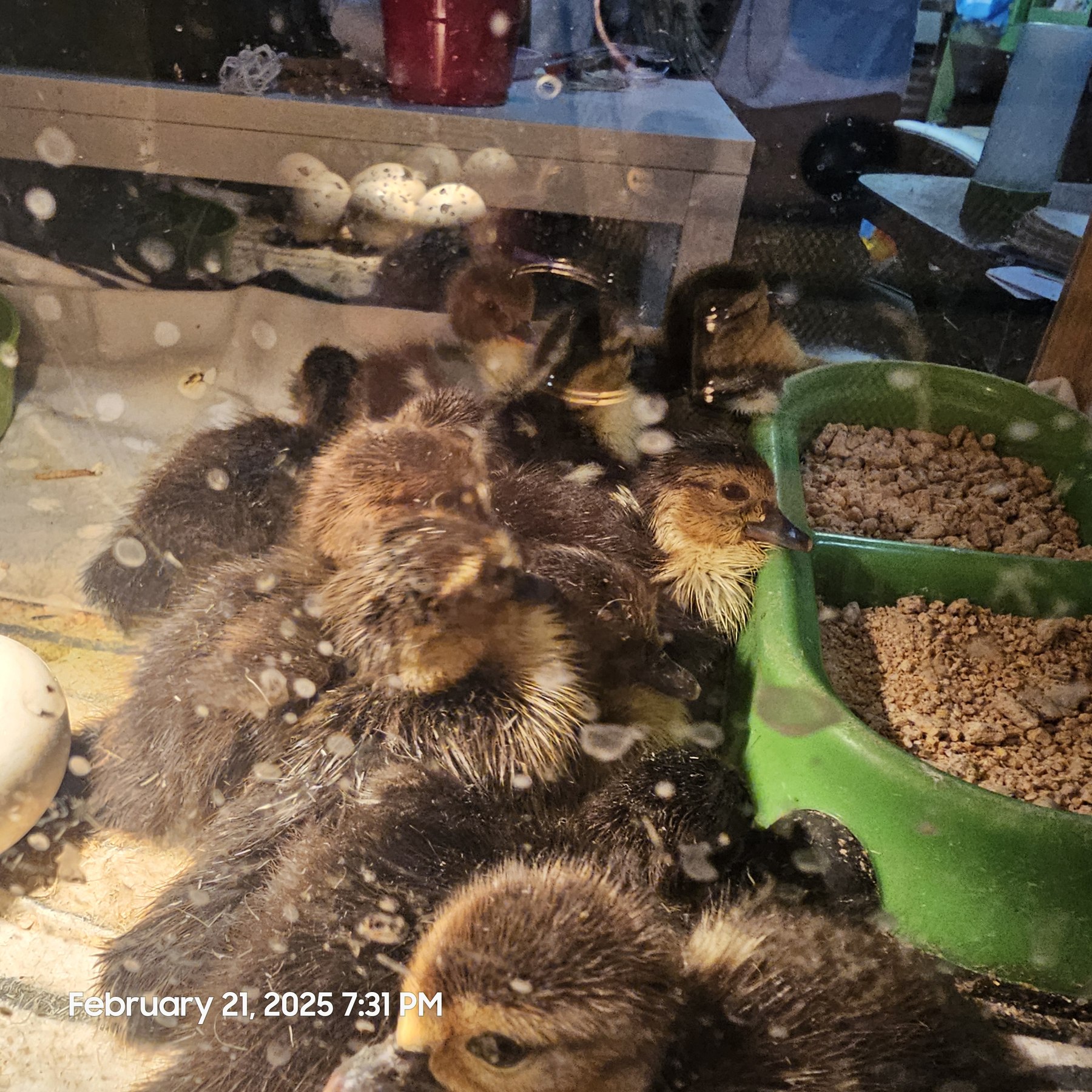 The brood huddled at the feeder