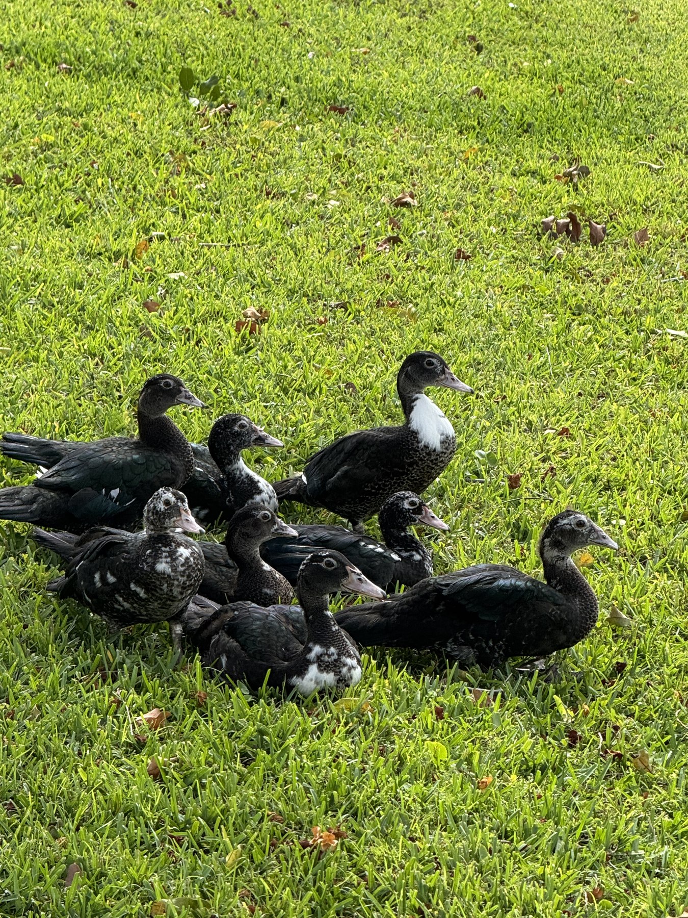 The flock, grown, back on the grass by the lake
