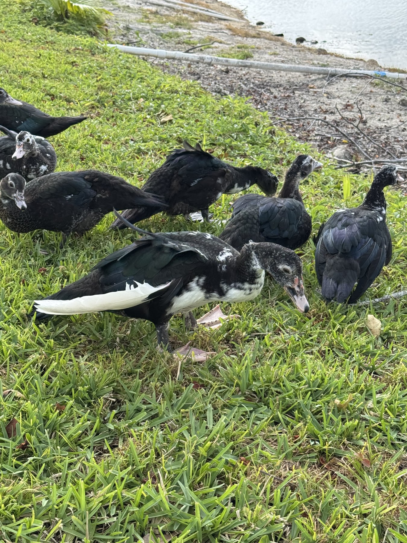 The flock foraging near the lake's edge