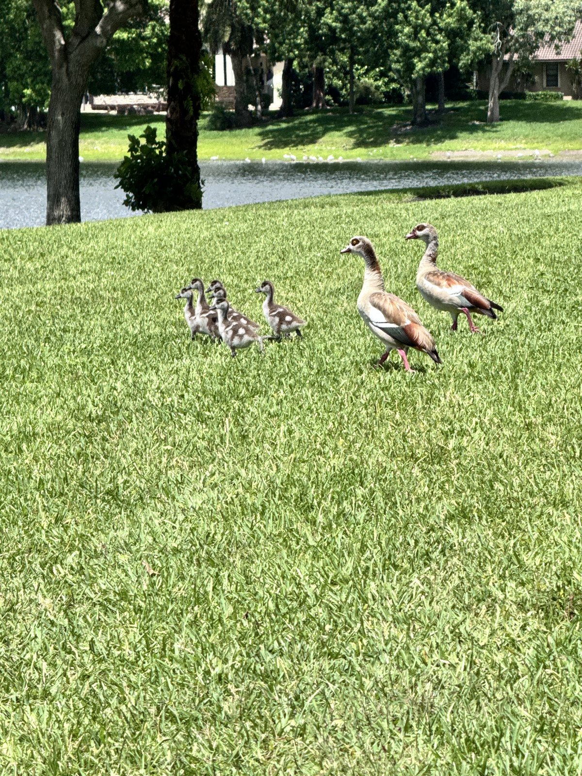 Egyptian geese with goslings by the pond