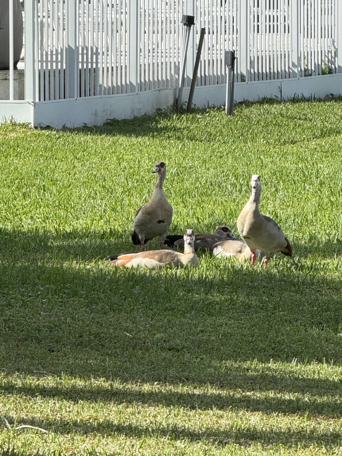 A family of Egyptian geese in the yard