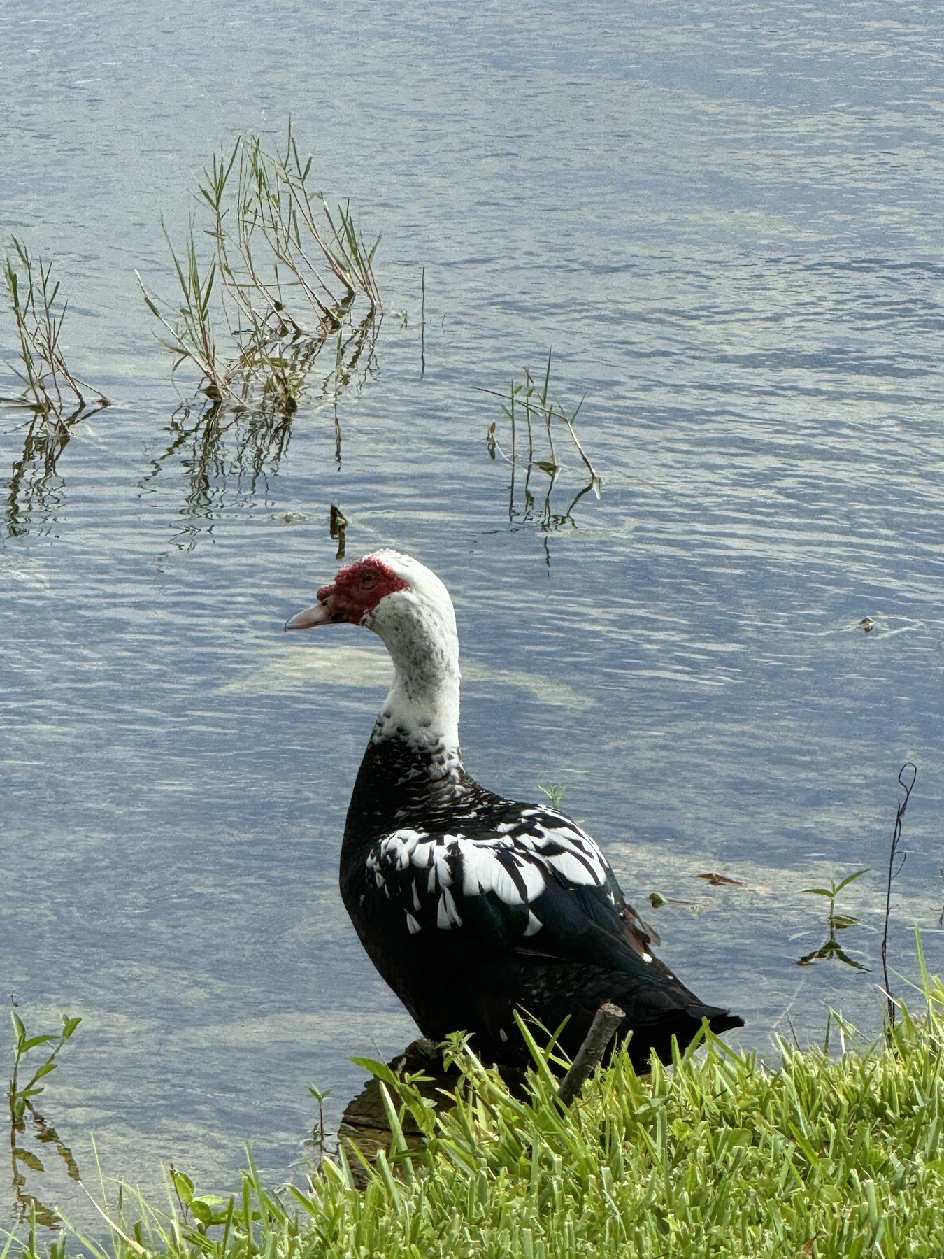 George at the pond's edge