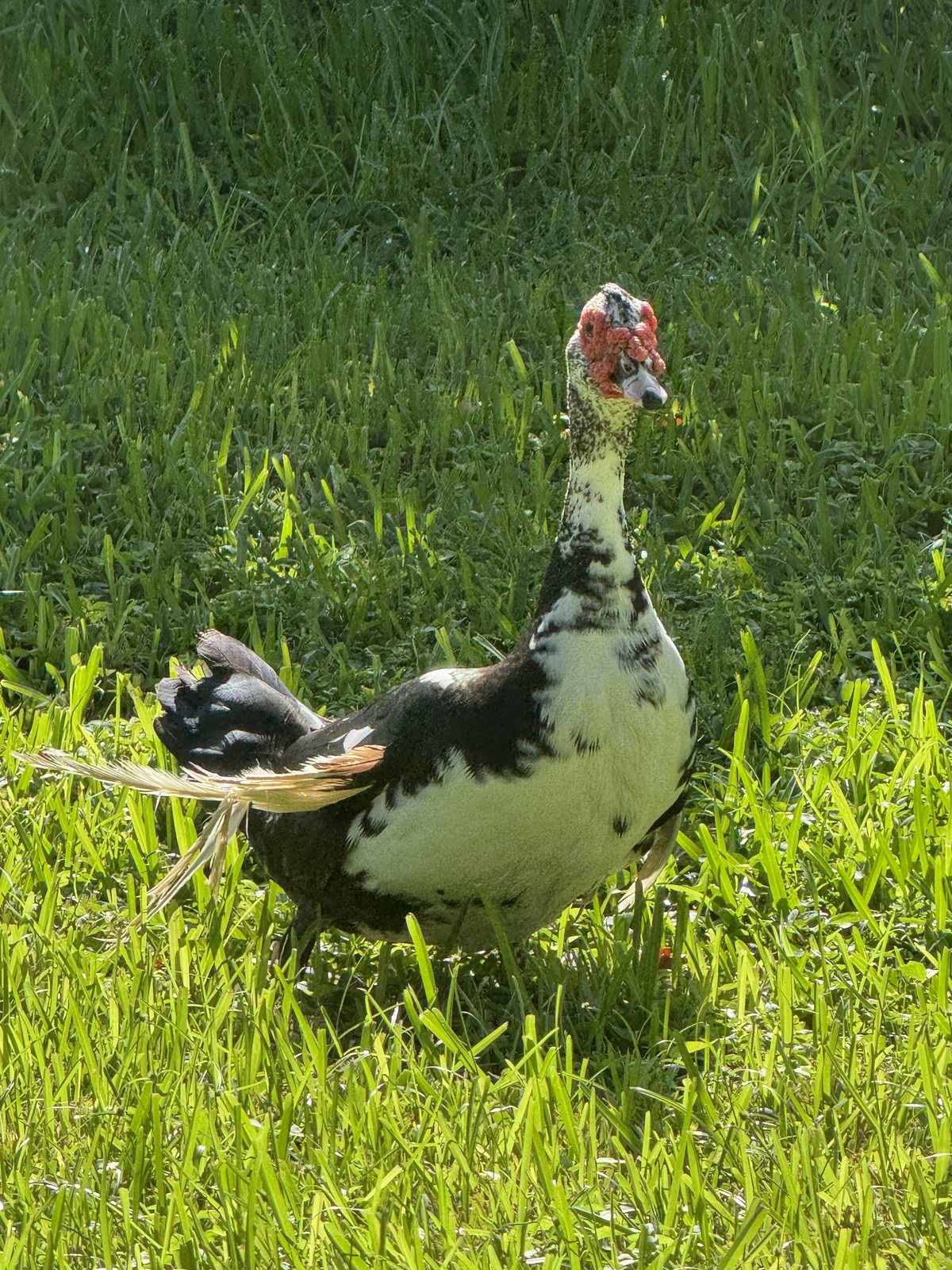 A Muscovy duck standing in the grass