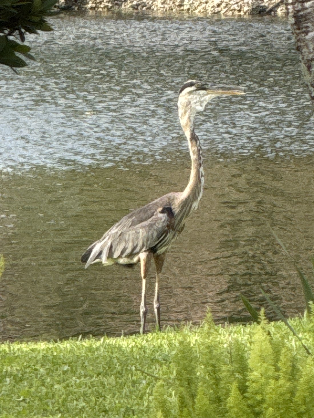 A great blue heron by the pond