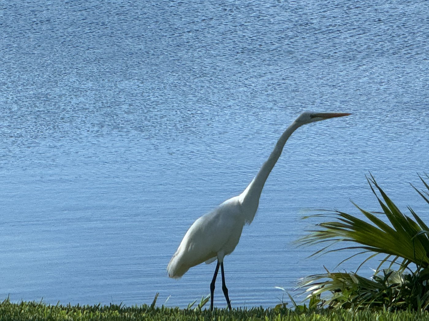 A great egret at the water's edge
