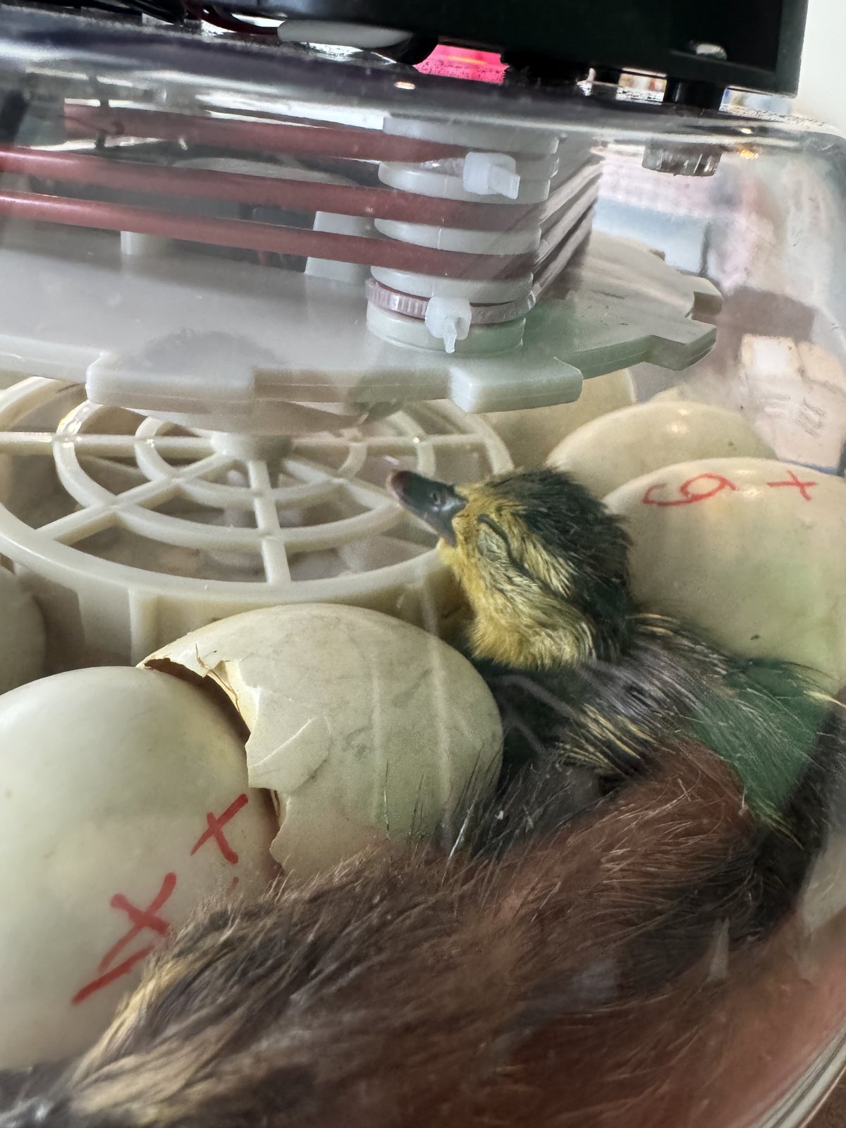 A duckling hatching in the incubator