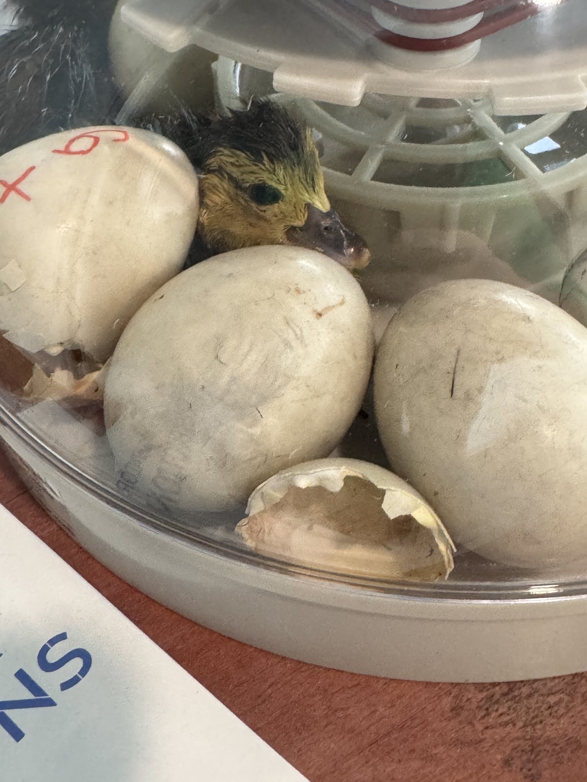 Eggs in the incubator, one beginning to pip