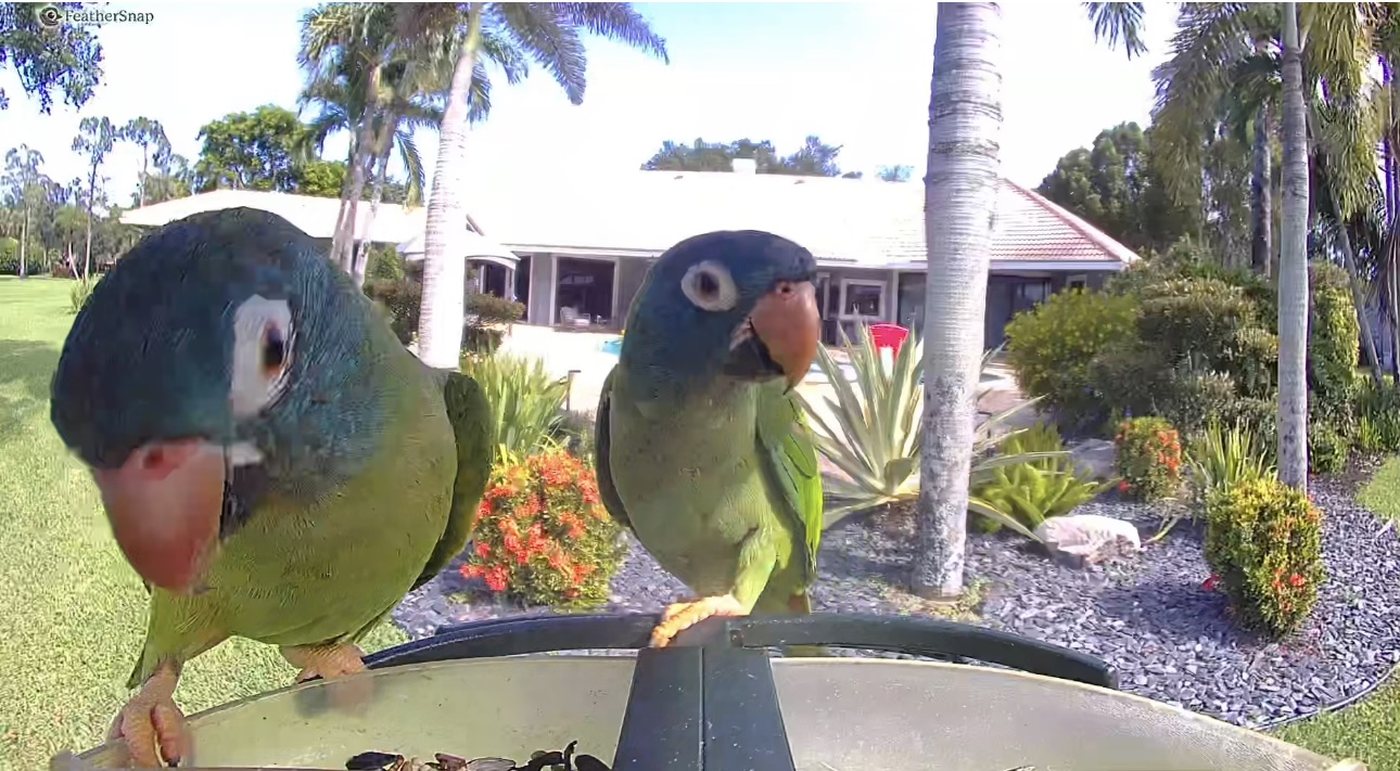 A pair of nanday conures at the feeder