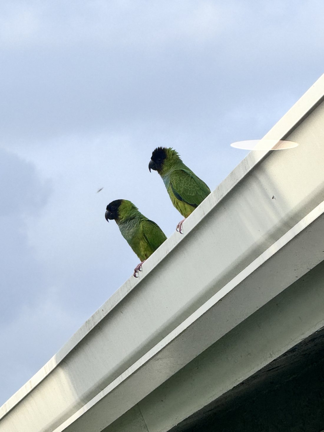 Nanday conures perched on the roofline