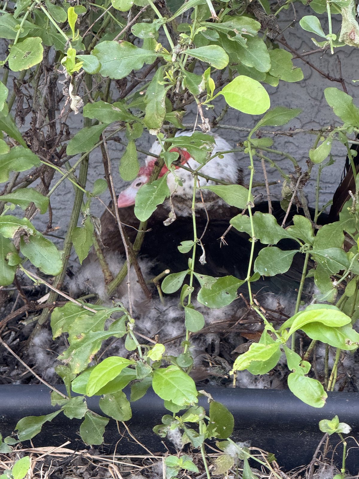 Patrice's nest, eggs visible