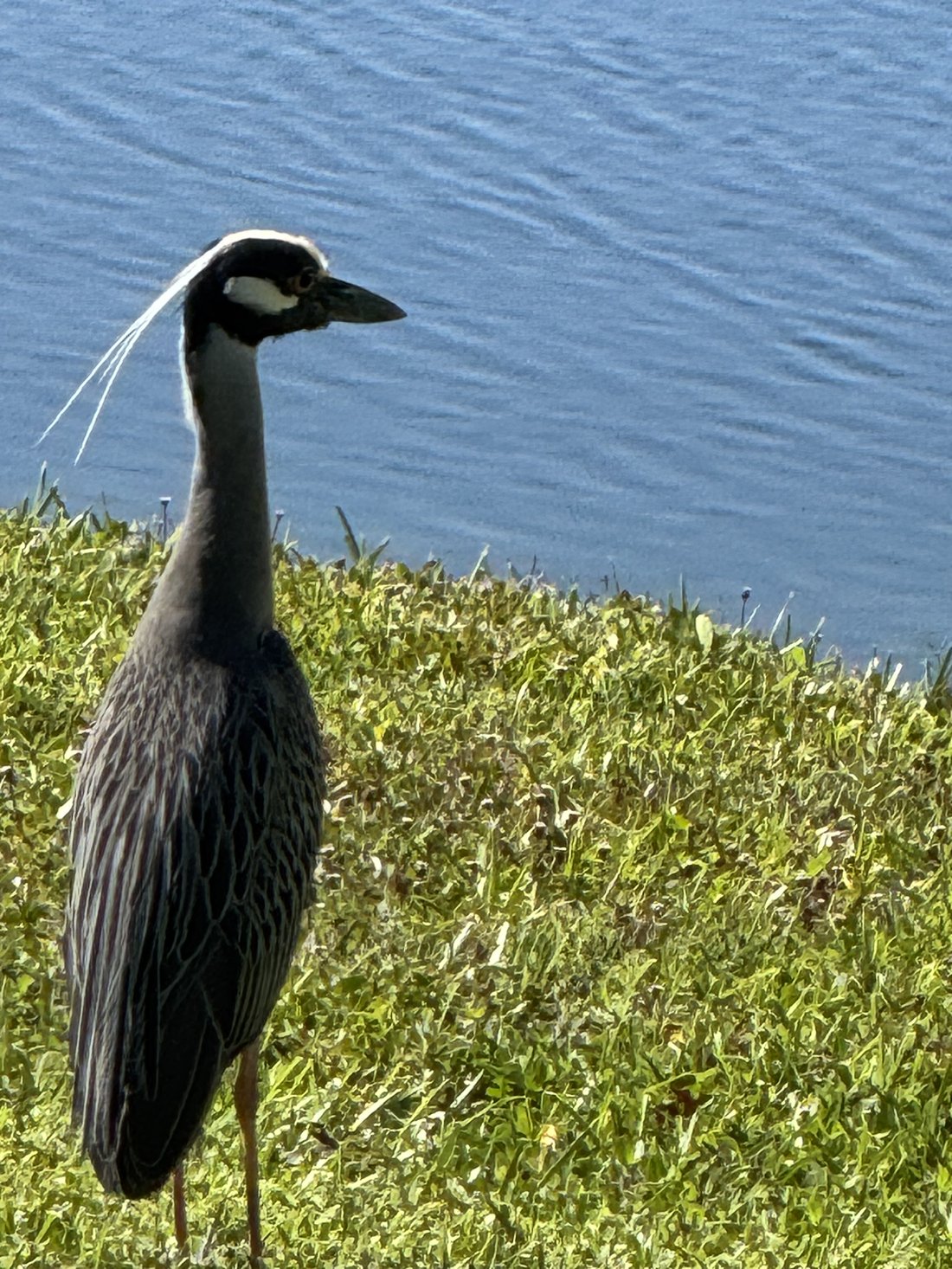 A yellow-crowned night heron at the water's edge