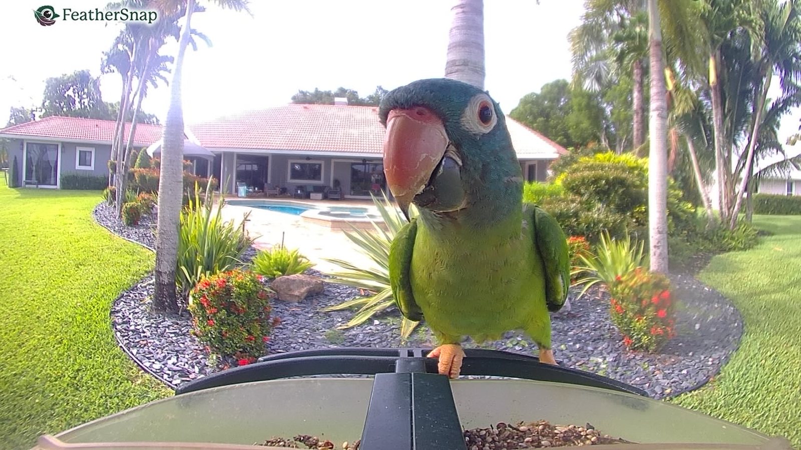 A green parrot visiting the backyard feeder