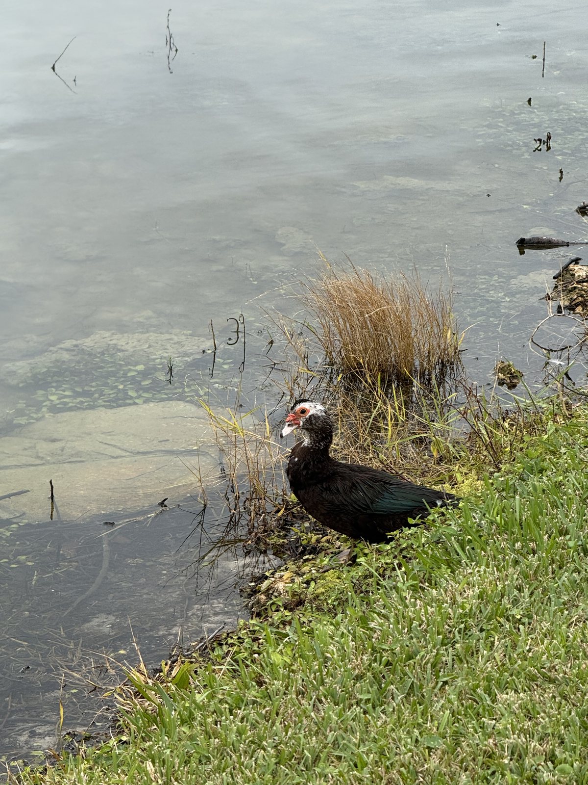 A Muscovy duck by the pond