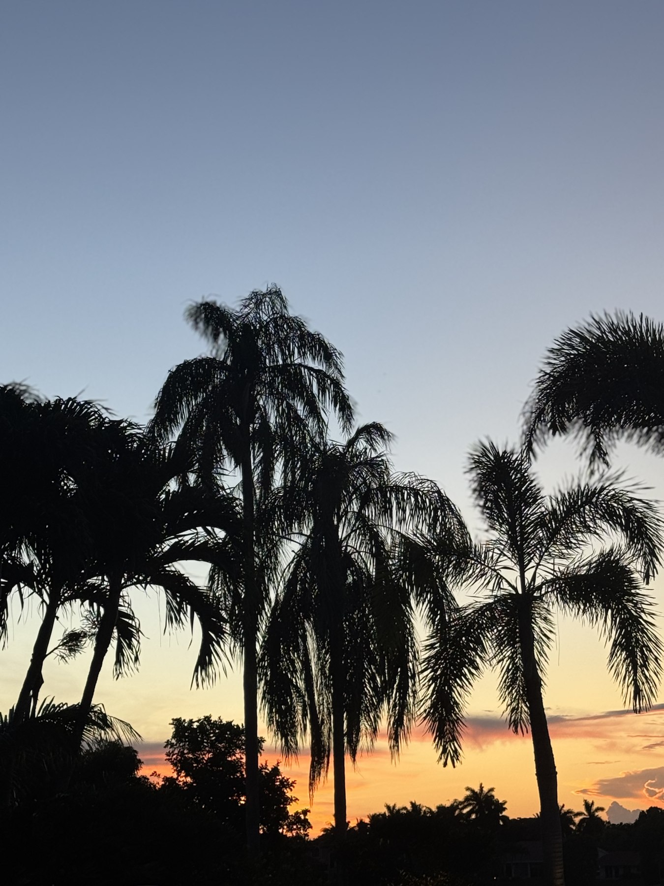 Palm silhouettes at sunset