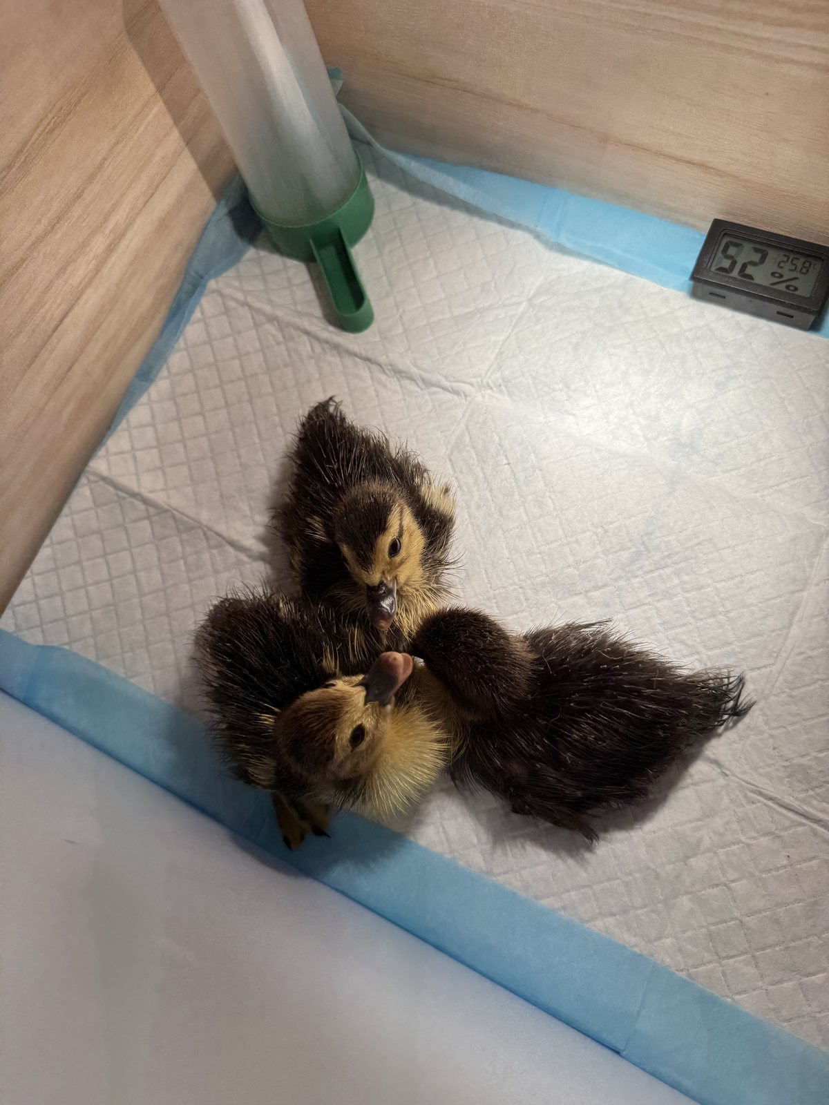 Two newly hatched ducklings