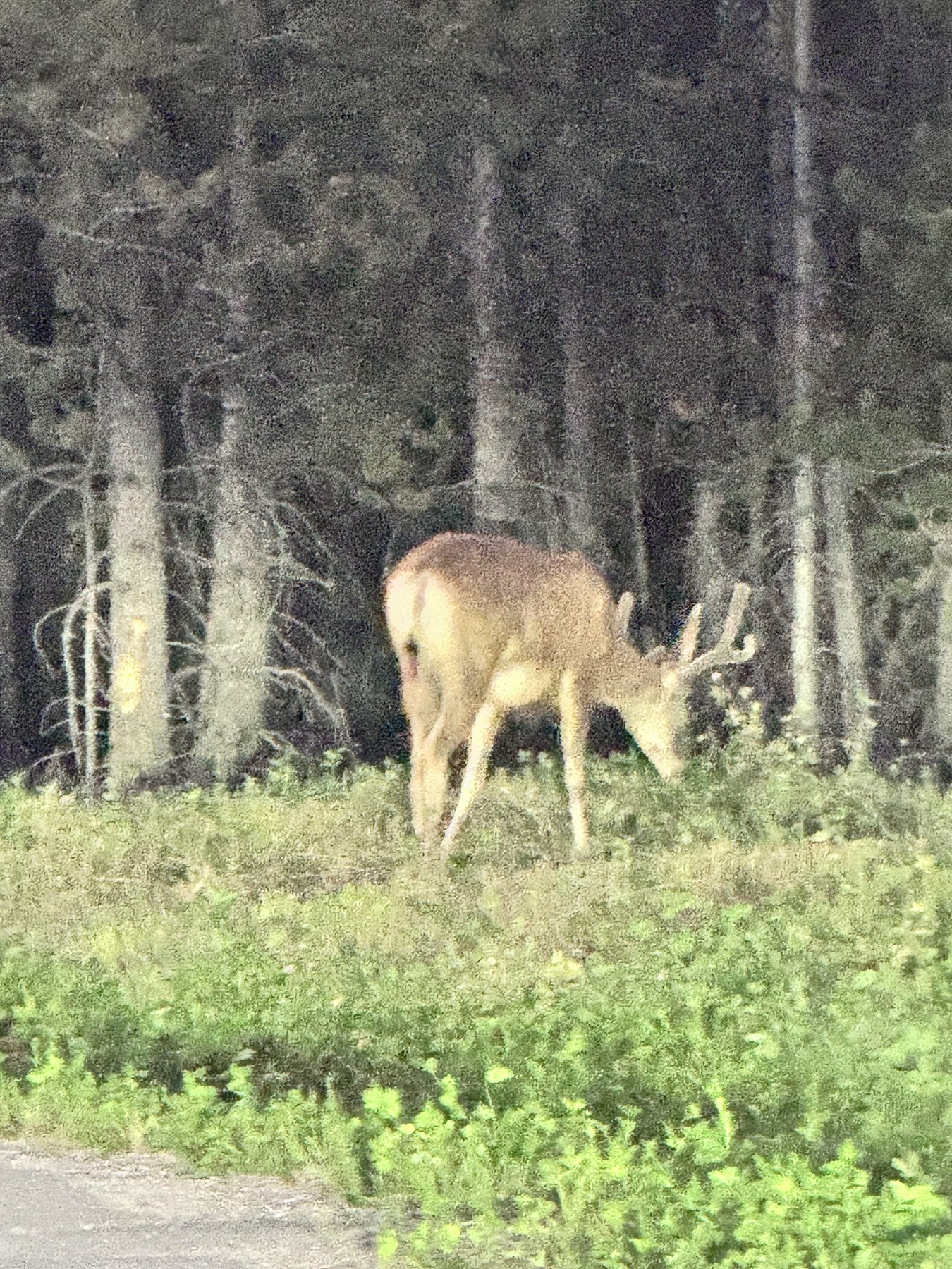 Mule deer buck grazing