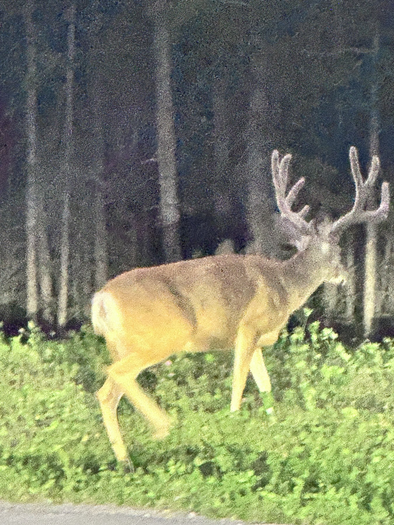 Mule deer buck, side profile