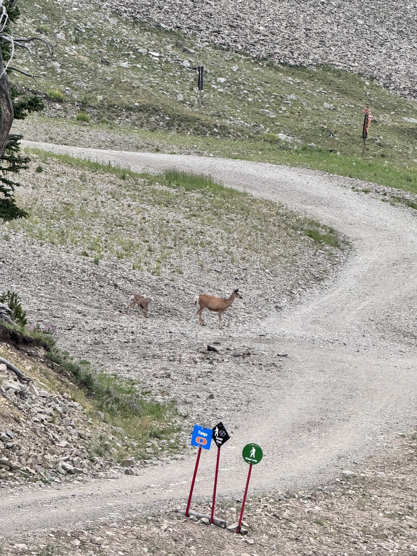 Doe and fawn near the summit road