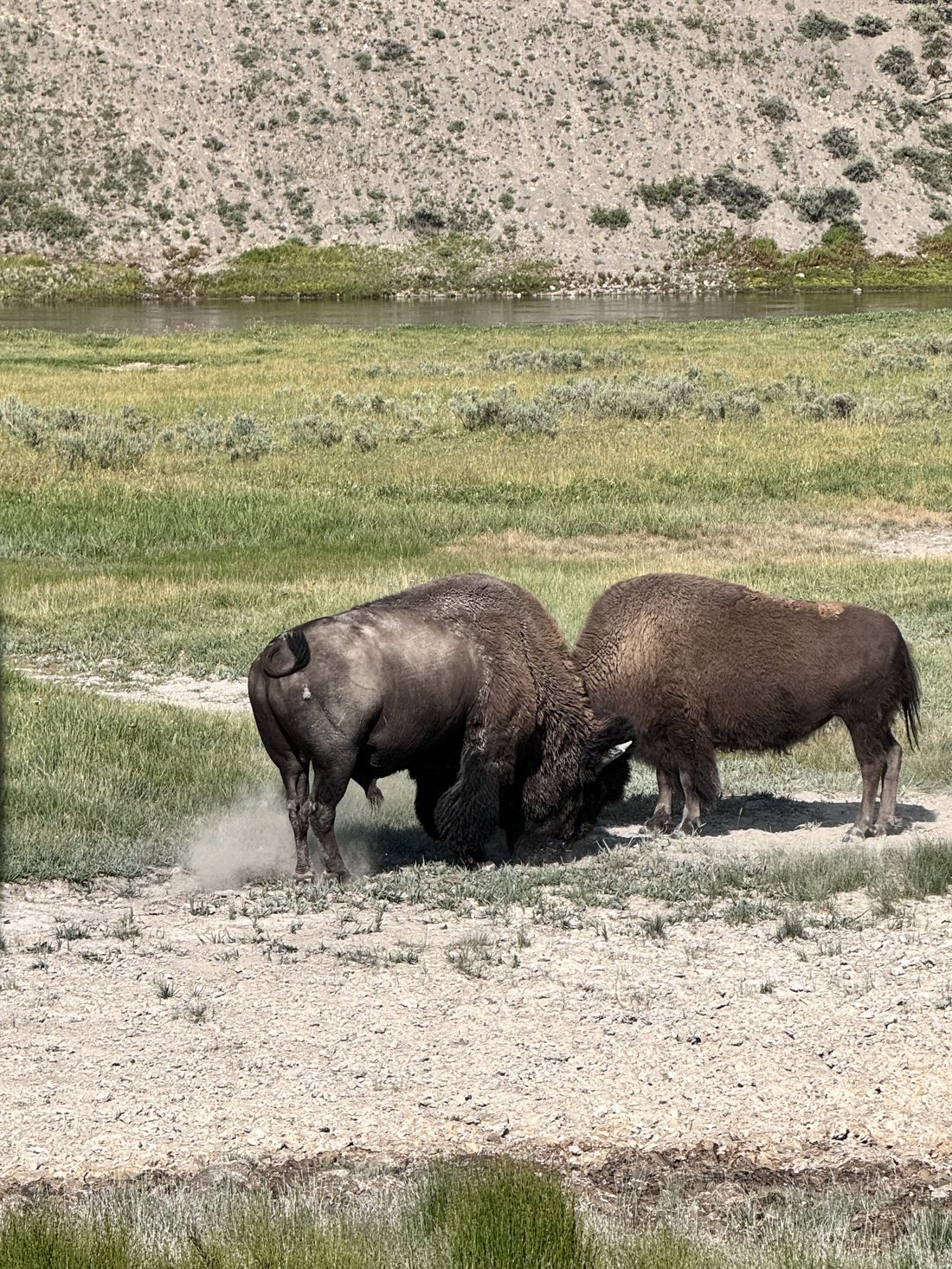 Two bison sparring