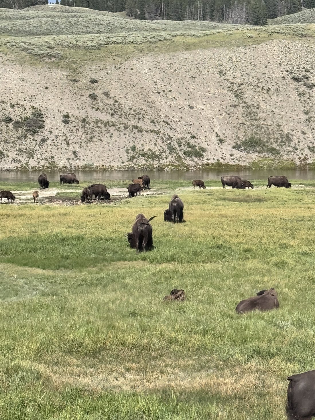 Bison herd grazing