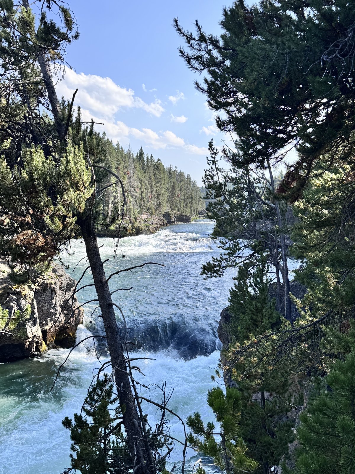 Yellowstone River rapids through the pines